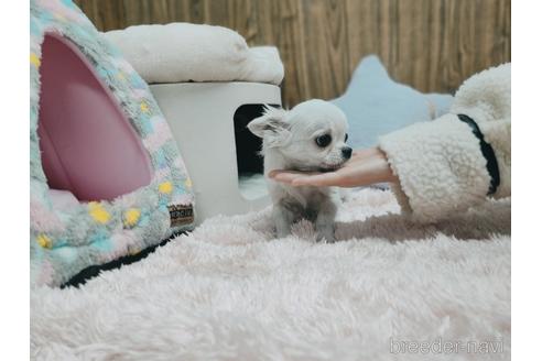 成約済の兵庫県のチワワ(ロングコート)-157036の2枚目